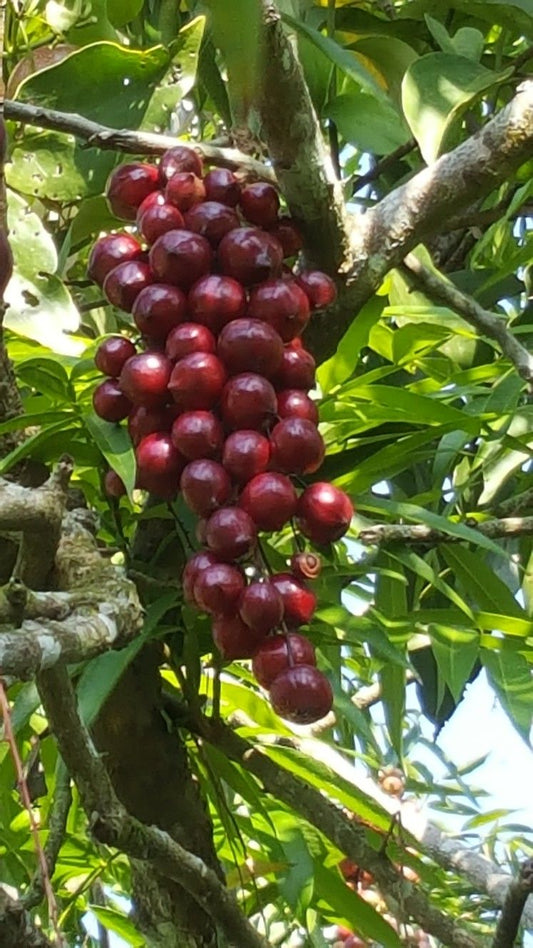 Terengganu Cherry Fruit (Lepisanthes alata) Live Exotic Fruit Tree |
