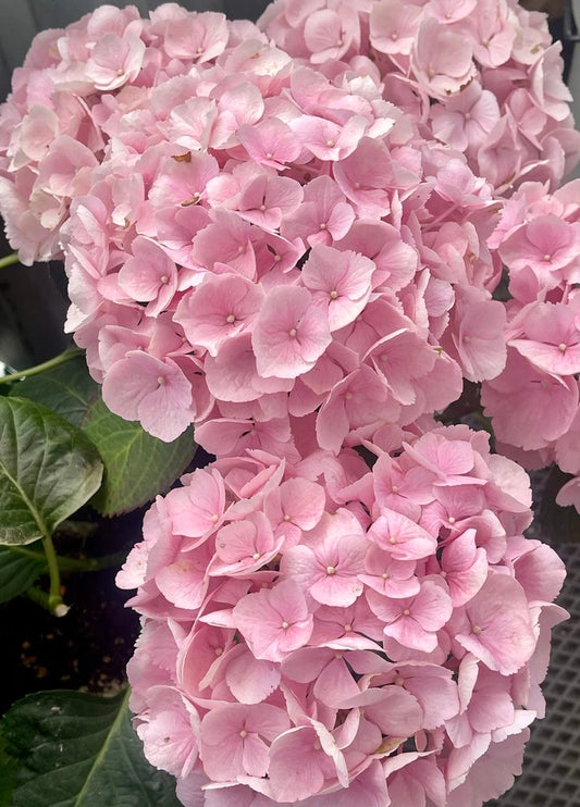 Hydrangea Flower Plant - Pink