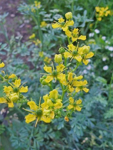 Common Rue/Arutha Medicinal Herb Plant (Ruta graveolens, Herb-of-Grace) Live Medicinal Plant, Pack of 1