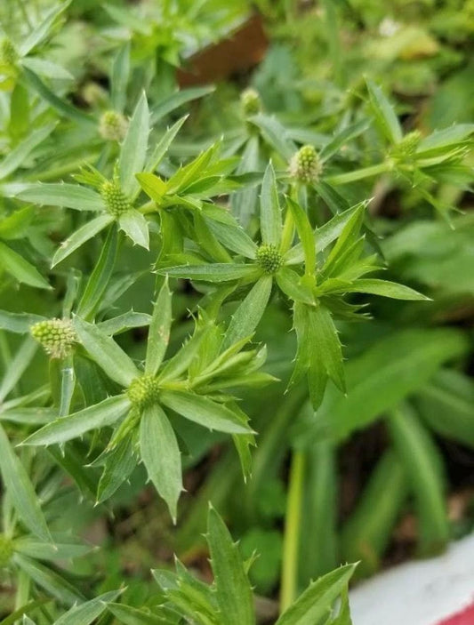 Mexican Coriander Medicinal Herb Plant (Eryngium foetidum, African Malli) Live Medicinal Plant, Pack of 1