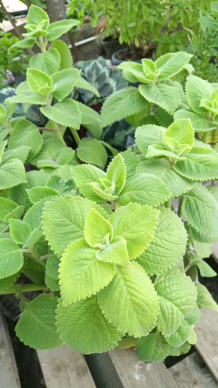 Panikoorka Medicinal Herb Plant/Plectranthus barbatus Live Medicinal Plant, Pack of 1