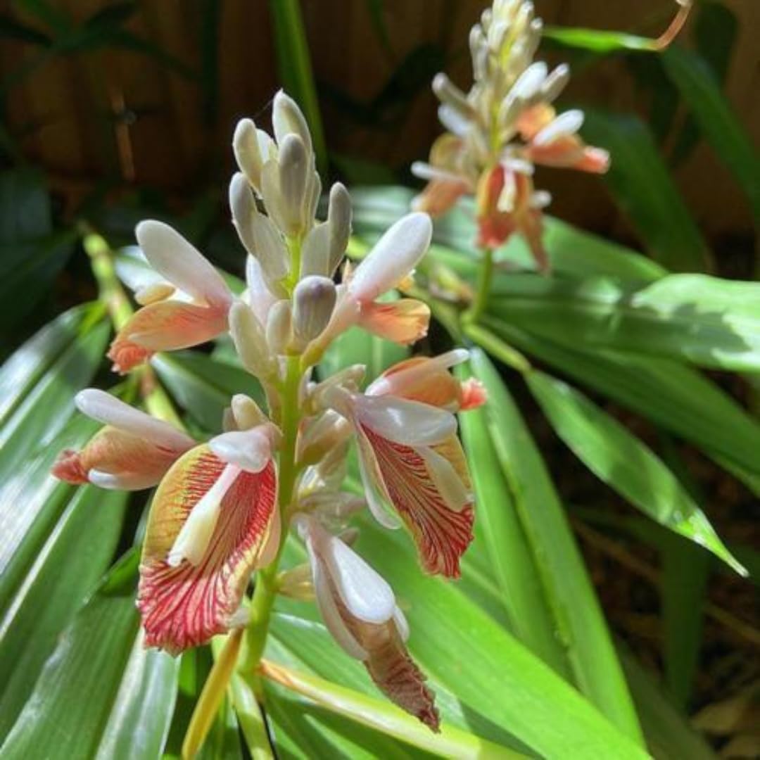 Chittaratta/Lesser Galangal Medicinal Herb Plant/Alpinia calcarata Live Medicinal Plant, Pack of 1