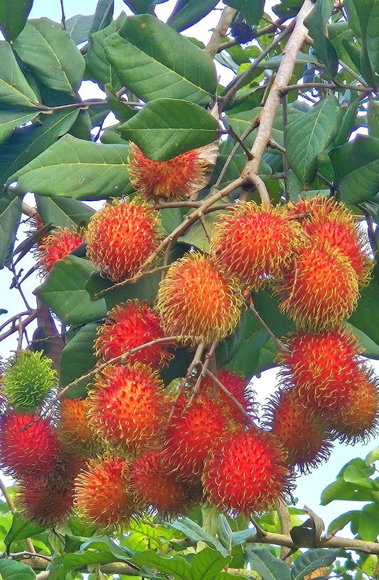 Rambutan - N18 - Tropical Fruit Plant