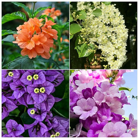 Flowering Plants Combo Pack of 4 (Fire Cracker, Manimulla, Bougainvillea & Garlic Vine)