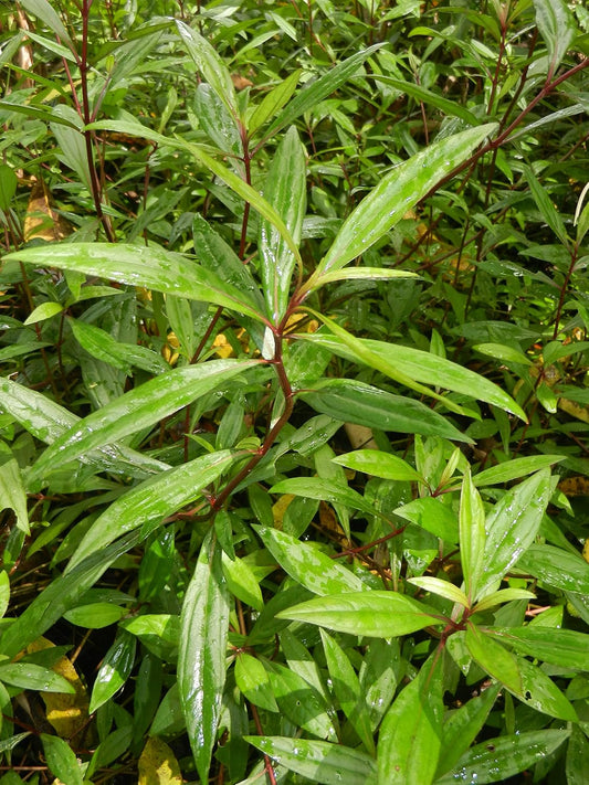 Ayyappana Medicinal Herb Plant (Ayapana triplinervis, Ayyapana) Live Medicinal Plant, Pack of 1