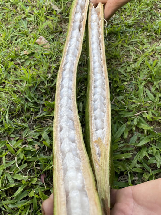 Ice Cream Bean Fruit Tree Live Plant (Inga edulis) | Pack of 1 Healthy Seedling Plant |