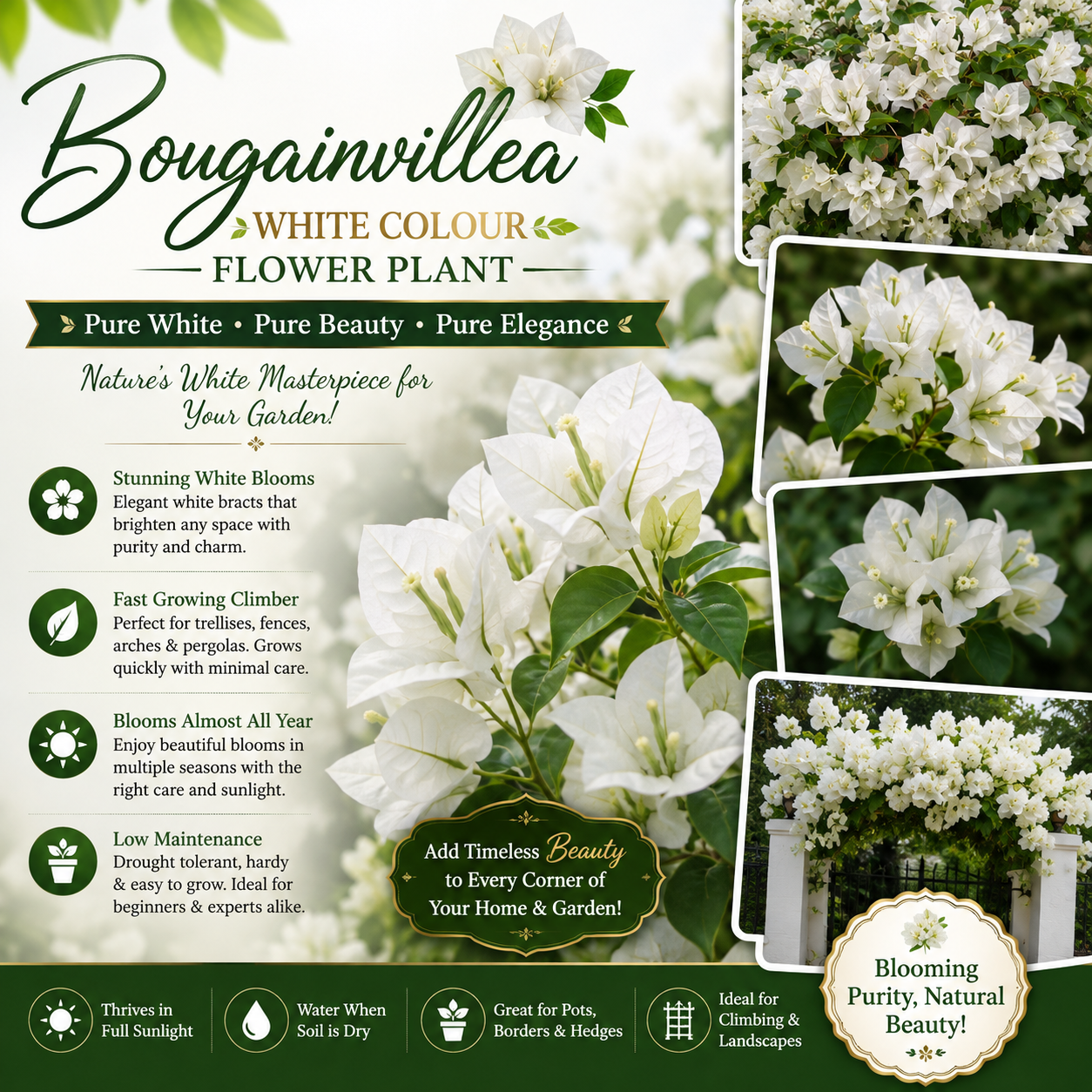 Bougainvillea Flower Plant - White