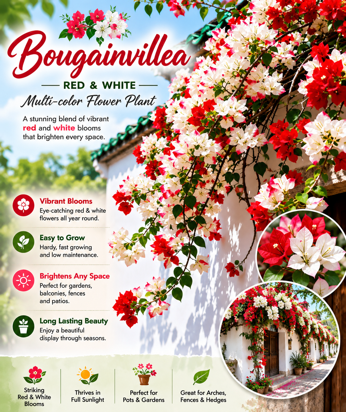 Bougainvillea Flower Plant - Red-White Multi-color
