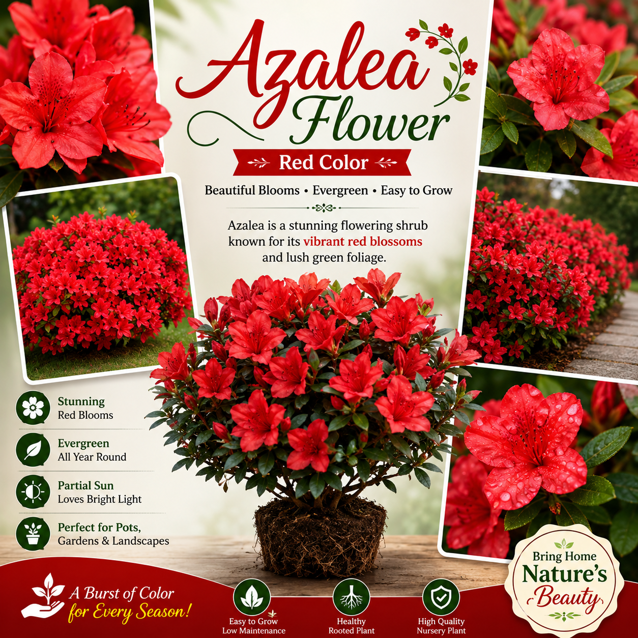 Azalea Flower Plant - Red