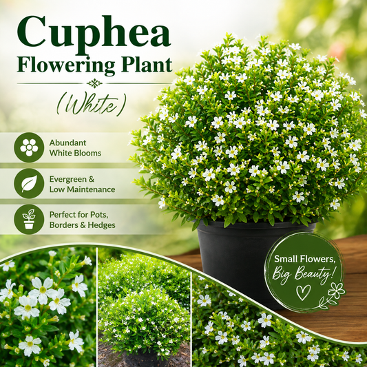 Cuphea Flowering Plant - White