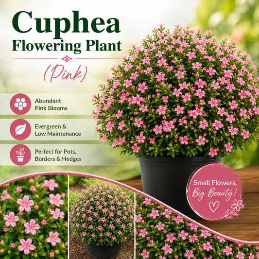Cuphea Flowering Plant - Pink