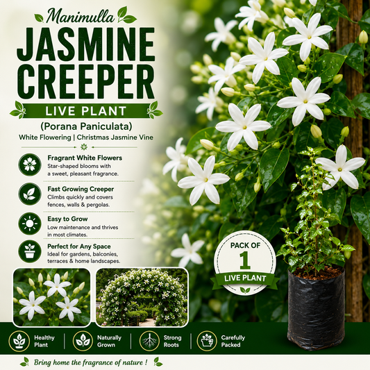 Manimulla Jasmine Creeper Live Plant (Porana Paniculata) | White Flowering Christmas Jasmine Vine