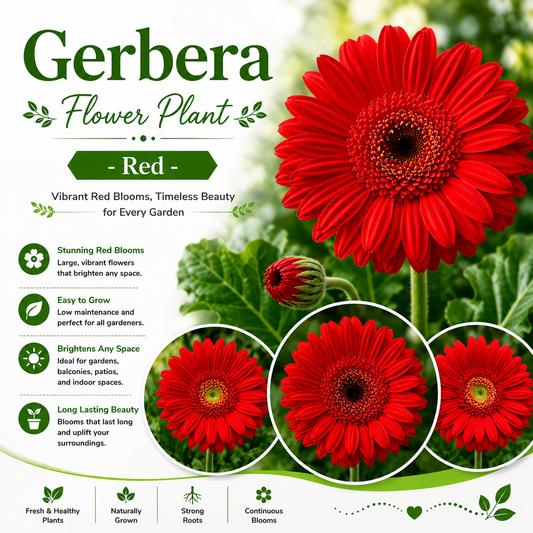 Gerbera Flower Plant - Red