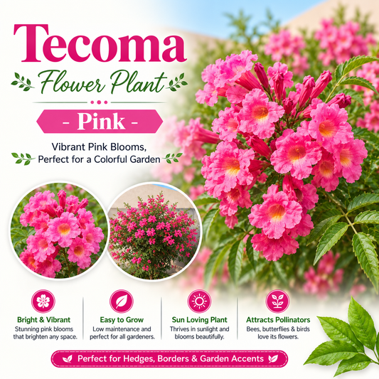 Tecoma Flower Plant - Pink