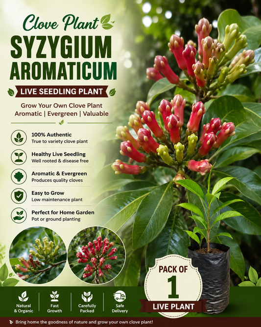 Clove Plant (Syzygium aromaticum) Live Seedling Plant | Pack of 1