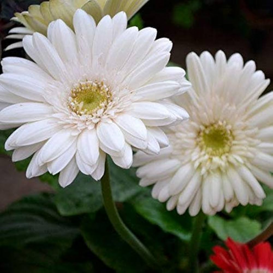 Gerbera Flower Plant - White