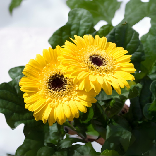 Gerbera Flower Plant - Yellow
