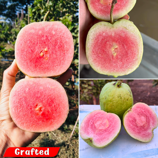 Japanese Red Diamond Guava Fruit Plant: Sweet, Juicy, Almost Seedless, High-Yielding