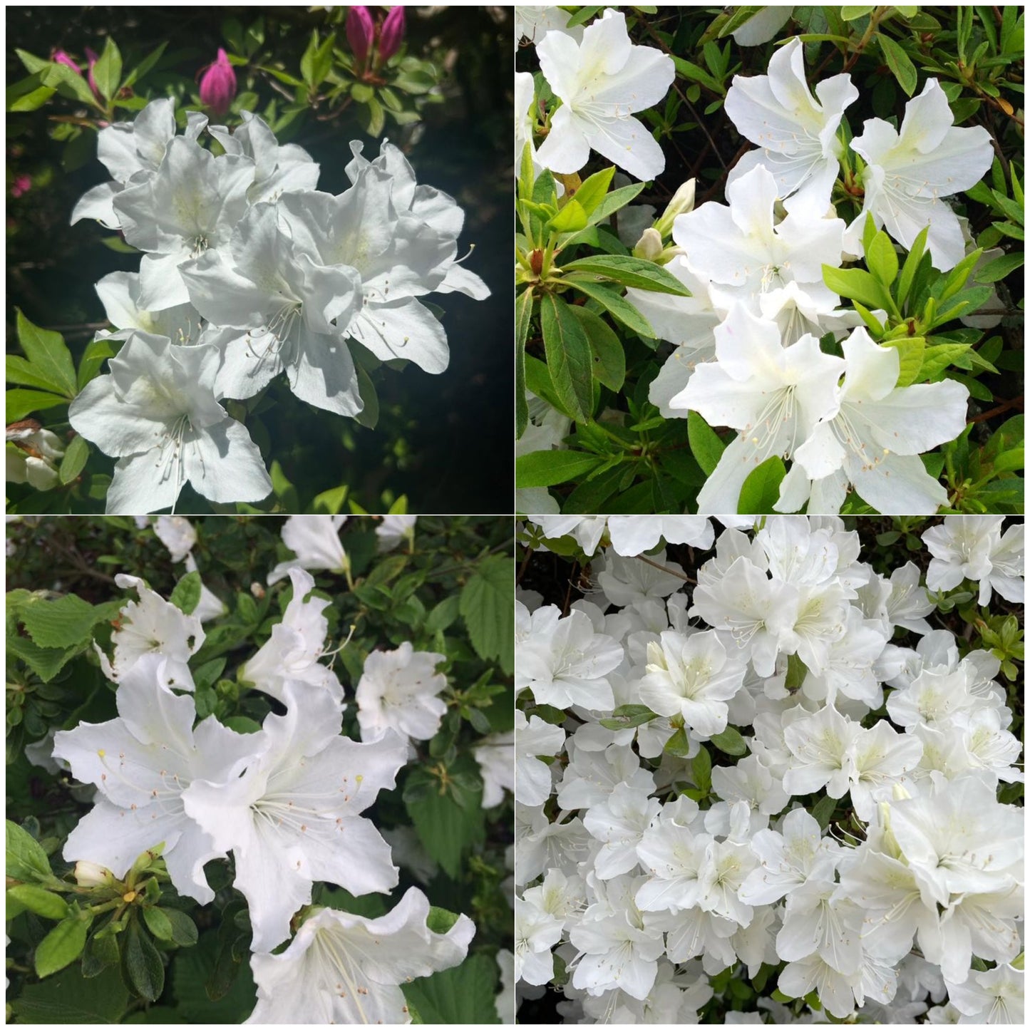 Azalea Flower Plant - White