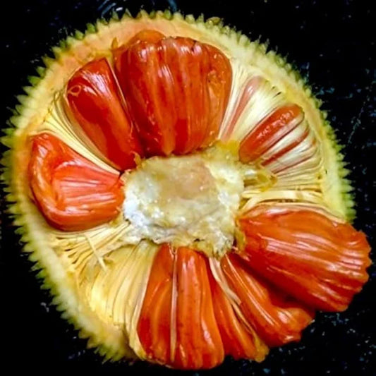 Jackfruit - Siddhu Copper Red - Fruit Plant