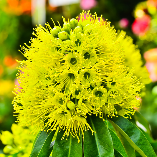 Rosida Flower Plant - Green