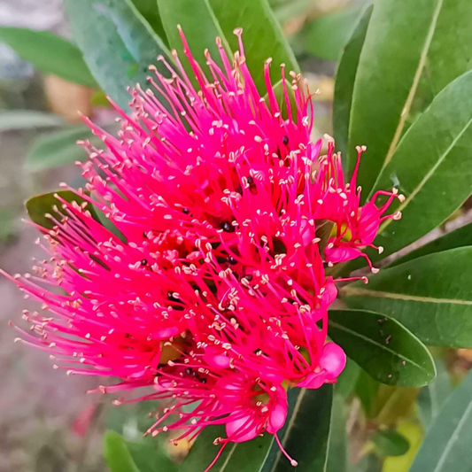 Rosida Flower Plant - Pink