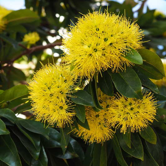 Rosida Flower Plant - Yellow