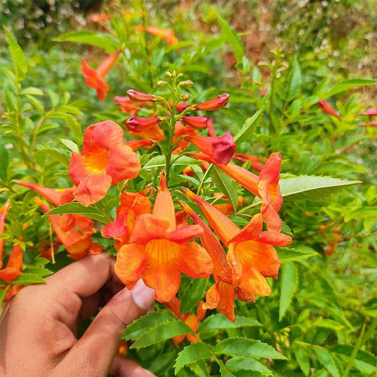 Tecoma Flower Plant - Orange