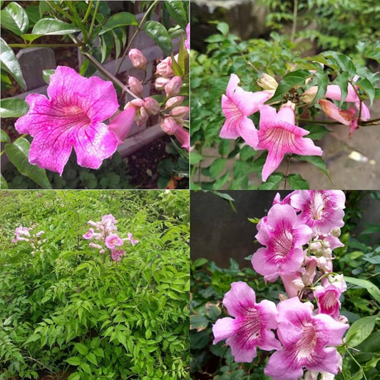 Tecoma Flower Plant - Pink