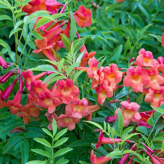 Tecoma Flower Plant - Red