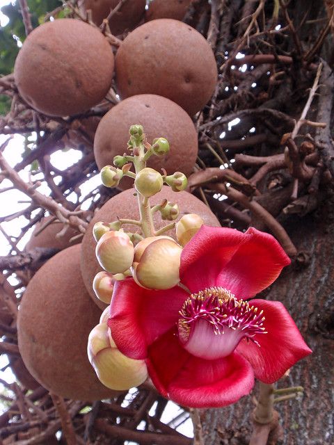 Cannon Ball Tree (Couroupita guianensis) Nagalingam/Shivalingam Medicinal Plant