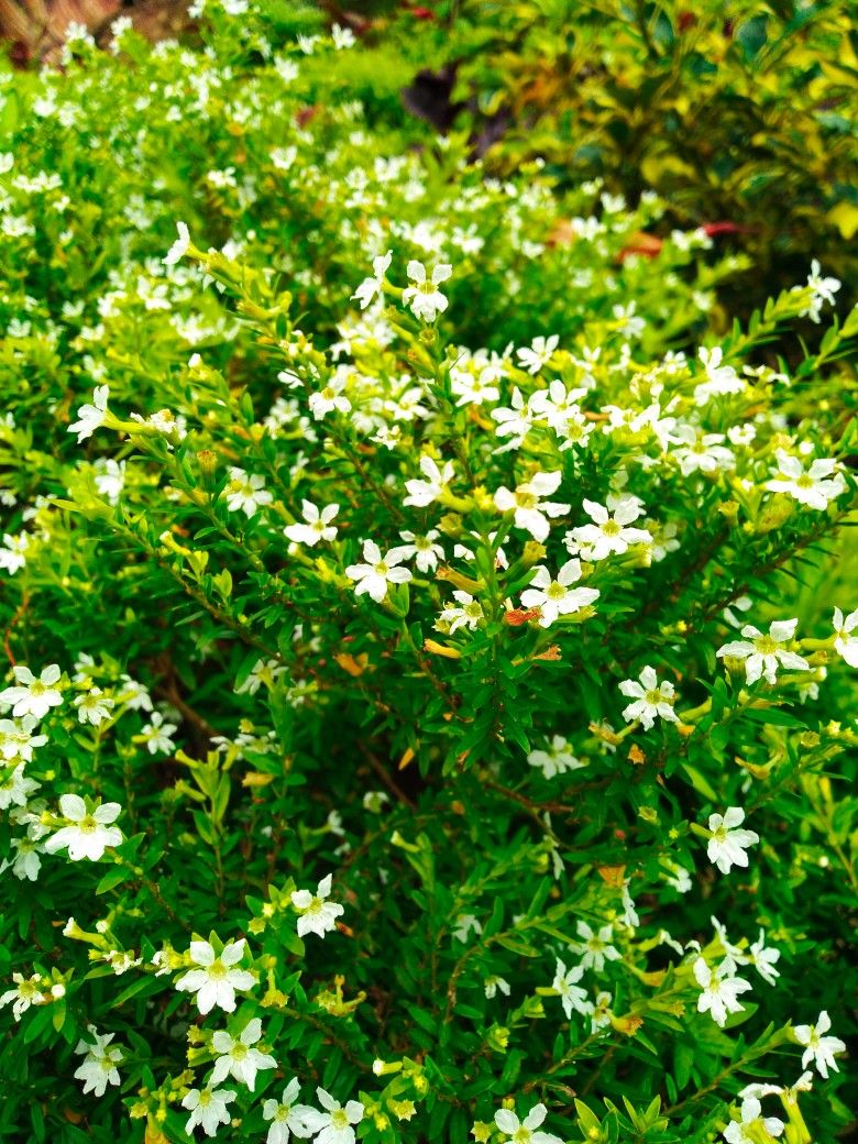 Cuphea Flowering Plant - White