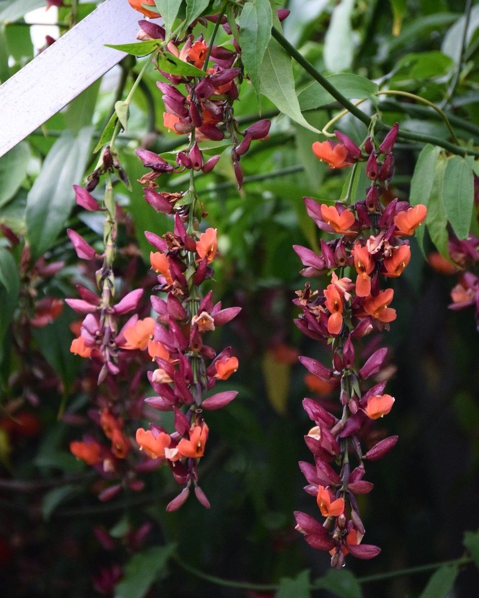 Thumbergia Coccinea Vine Cutting Live Plant | Scarlet Clock Vine Climber