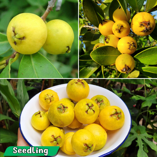 Sunshine Yellow Lemon Guava Fruit Plant: Sweet, Tangy, Vitamin C Rich Tree
