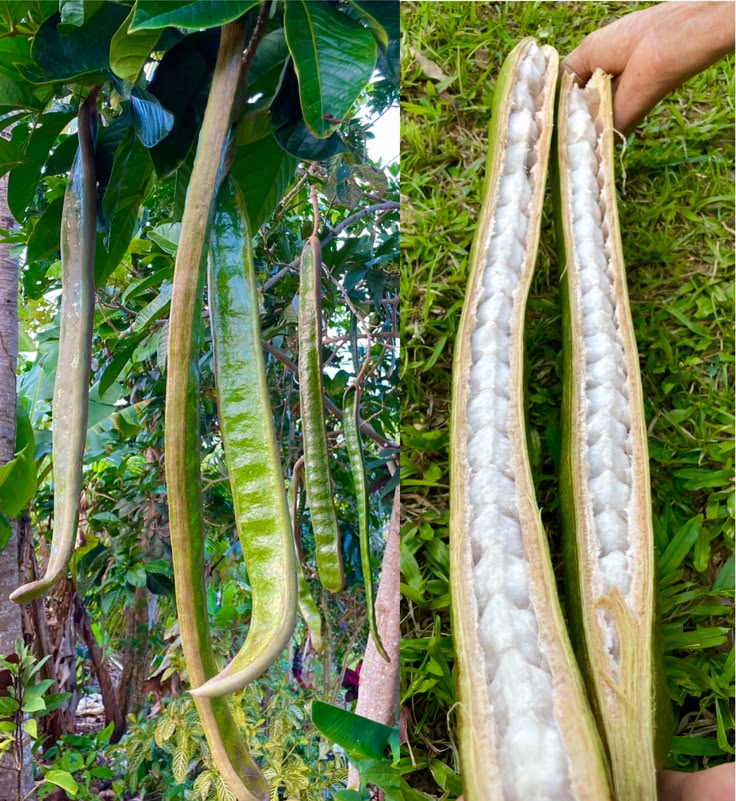 Exotic Fruit Plants