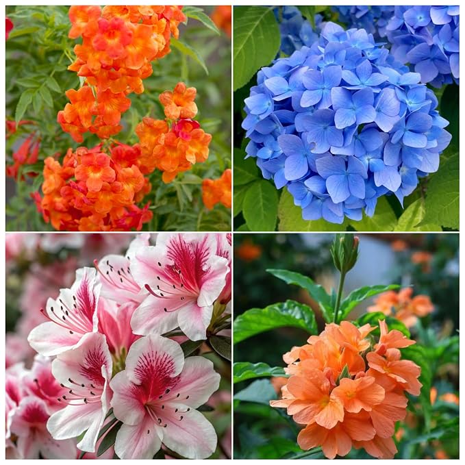 Flower Plants Combo