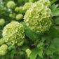 Hydrangea Flower Plant - Green
