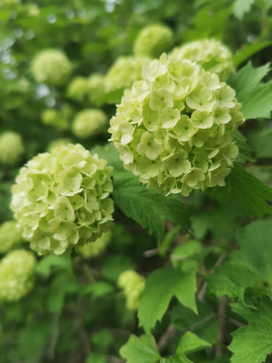 Hydrangea Flower Plant - Green