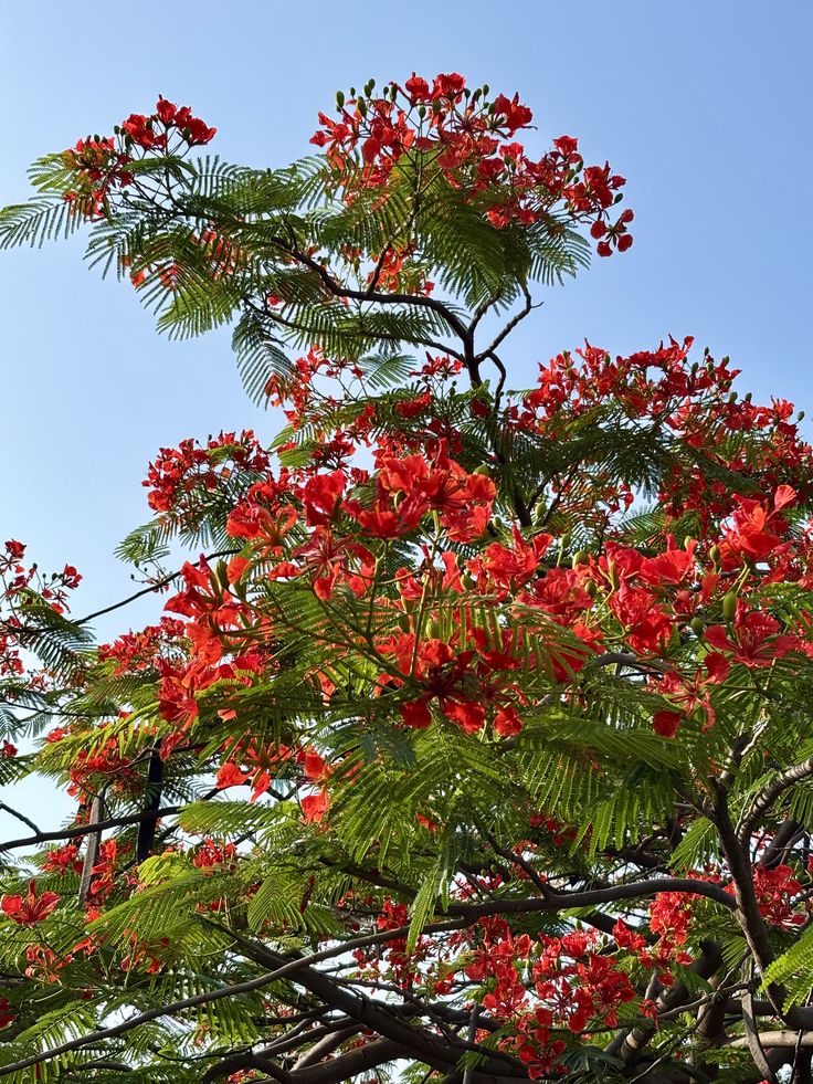 Gulmohar Flowering Plant (Red Gulmohar, Hybrid) Ornamental Plant, Pack of 1