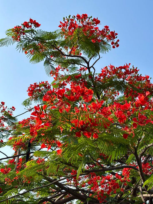 Gulmohar Flowering Plant (Red Gulmohar, Hybrid) Ornamental Plant, Pack of 1
