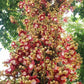 Cannon Ball Tree (Couroupita guianensis) Nagalingam/Shivalingam Medicinal Plant