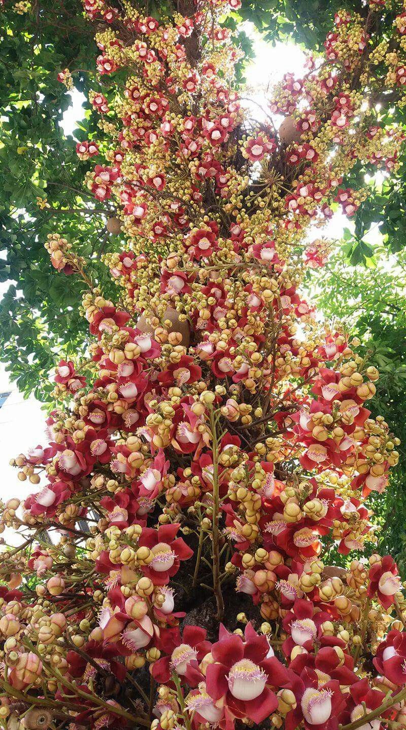 Cannon Ball Tree (Couroupita guianensis) Nagalingam/Shivalingam Medicinal Plant