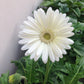 Gerbera Flower Plant - White