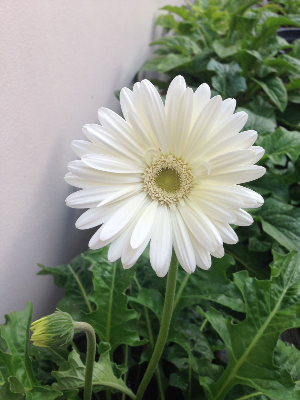 Gerbera Flower Plant - White