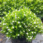 Cuphea Flowering Plant - White