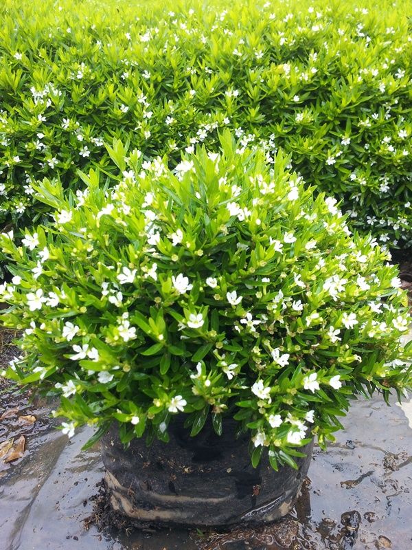 Cuphea Flowering Plant - White