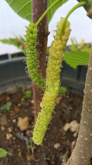 Mulberry - Long Yellow - Fruit Plant