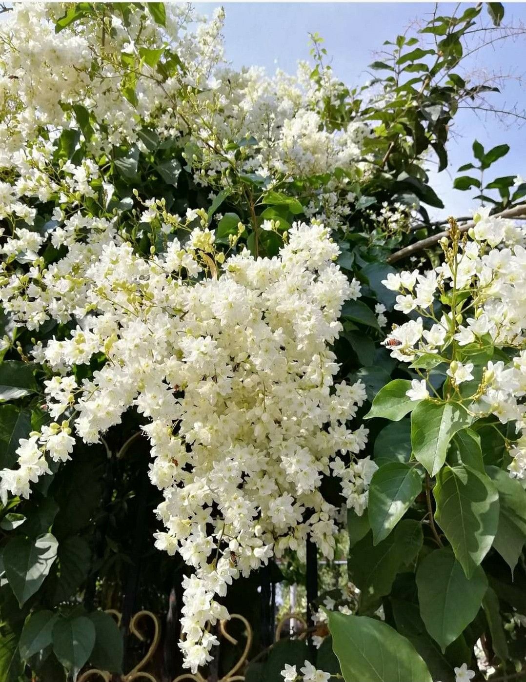 Manimulla Jasmine Creeper Live Plant (Porana Paniculata) | White Flowering Christmas Jasmine Vine