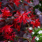 Red Loropetalum Flowering Plant (Chinese Fringe Flower)