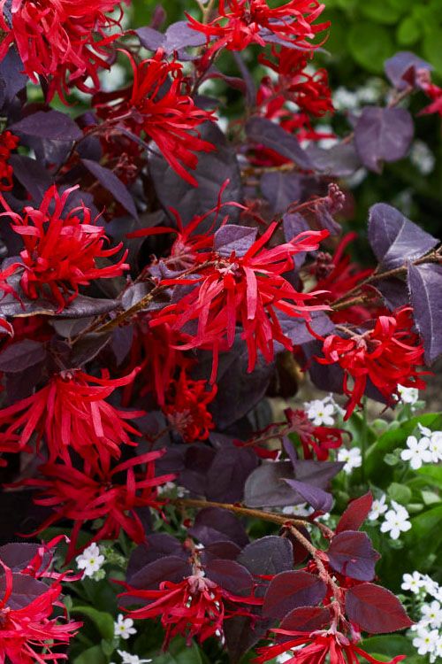 Red Loropetalum Flowering Plant (Chinese Fringe Flower)
